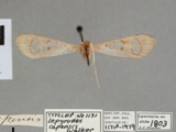 Nausinoe capensis